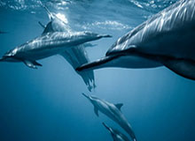 九游体育：以科技点亮体育热情的全新体验